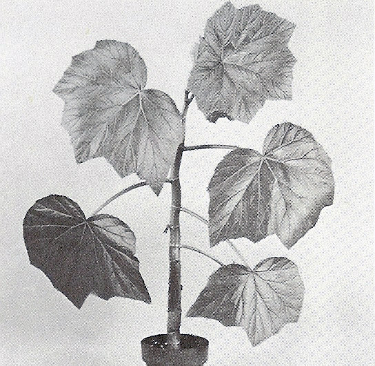 B. palmifolia